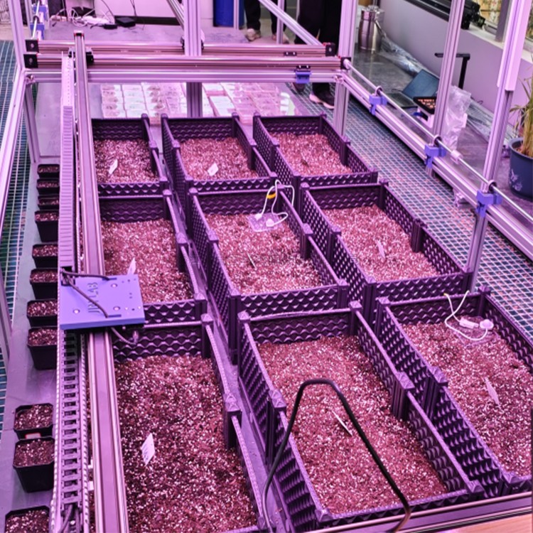 室内黄色网站芭乐视频APP萌发表型监测系统 TPN-SeedPhy